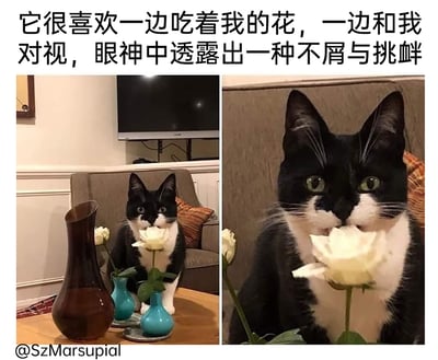 这是一张左右对比的多图拼接图，整体为室内场景。左侧图展示了沙发前的木桌区域，桌上摆放着一个深棕色花瓶和两个插着白色花朵的蓝绿色小花瓶，一只黑白奶牛猫坐在桌后，正对着镜头，嘴部贴近其中一朵白色花朵；右侧图是这只奶牛猫的特写，能清晰看到它正咬着白色花朵的花瓣，直视镜头的眼神看起来带着不屑与挑衅，和上方配文描述的状态完全契合。图上方配文“它很喜欢一边吃着我的花，一边和我对视，眼神中透露出一种不屑与挑衅”，精准放大了猫咪神态和行为的反差感，画面充满趣味，生动展现了宠物调皮搞怪的日常。