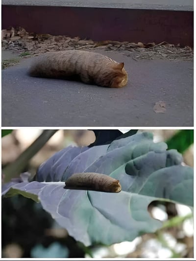 图片由上下两张照片拼接而成。上图中，一只棕褐色、身体饱满的毛毛虫蜷缩在灰色的水泥地面上，周围散落着干枯的树叶和碎屑；下图中，同一只毛毛虫趴在一片带有孔洞的绿色叶子上，可能正在啃食叶片。整体画面展现了毛毛虫在不同环境中的静止状态，充满自然观察的趣味。