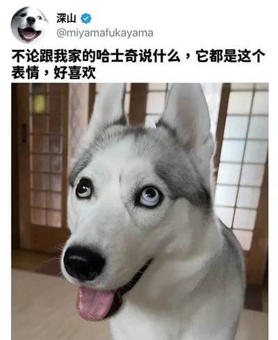 这是一张社交媒体帖子截图，上方显示用户头像、用户名和文字内容，下方是一张哈士奇的特写照片。照片中的哈士奇有着灰白相间的毛发和蓝色的眼睛，耳朵竖起，嘴巴张开吐着舌头，表情看起来非常开心和专注。背景中可以看到日式风格的推拉门。用户配文表示："不论跟我家的哈士奇说什么，它都是这个表情，好喜欢"，表达了对自家宠物的喜爱之情。