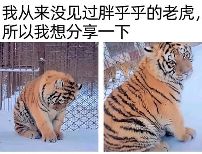 图片上方配有文字“我从来没见过胖乎乎的老虎，所以我想分享一下”，下方左右两侧各有一张老虎照片。左侧老虎坐在雪地中，身体圆滚滚，正低头舔着爪子，表情显得憨厚可爱；右侧老虎同样身处雪地围栏环境，侧坐姿态，体型丰满，眼神淡定地望向一侧。整体通过展示与传统凶猛形象不同的胖乎乎老虎，营造出轻松搞笑的氛围。