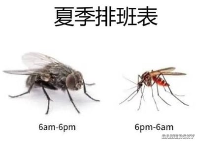这是一张图文混排的搞笑梗图，整体为白底设计，顶部居中位置标注有黑色大字“夏季排班表”，左侧放置了一只灰黑色苍蝇的实拍图像，其下方对应标注时段“6am-6pm”（早6点到晚6点，即白天时段），右侧放置了一只红腹蚊子的实拍图像，其下方对应标注时段“6pm-6am”（晚6点到早6点，即夜间时段）。图中以拟人化给蚊虫排班的幽默形式，精准对应了夏季白天常受苍蝇骚扰、夜间常被蚊子叮咬的普遍生活体验，右下角带有GAMERSKY的水印标识。