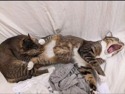 这是一张充满趣味的宠物照片，两只真实的狸花猫躺卧在铺有浅色床单和衣物的床上：一只深色狸花猫蜷缩身体，处于熟睡状态；另一只白爪白胸的狸花猫仰躺，正张嘴打哈欠。由于两只猫的身体位置恰好重叠，形成了视觉错觉，看起来仿佛有三只猫同时出现在画面中，营造出搞笑又治愈的氛围。
没有双关、谐音梗或暗示内容。