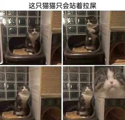这是一组由四张图片拼接而成的萌宠趣味图，顶部配文'这只猫猫只会站着拉屎'。图中的短腿猫咪全程以站立姿态待在猫砂盆中，第一张图里猫咪半坐在猫砂盆内，前爪抬起；第二张图猫咪完全站立，前爪抬起的姿态十分滑稽；第三张图猫咪保持站立，抬头向上看；第四张图猫咪依旧站立，右下角还附上了猫咪委屈神情的特写。整组图片通过猫咪与众不同的如厕方式，营造出搞笑又可爱的氛围，让人忍俊不禁。