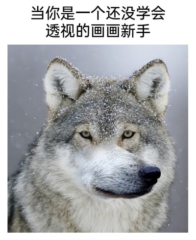 这是一张经过P图改编的搞笑趣味图片，图片上方配有文字“当你是一个还没学会透视的画画新手”，主体是一只灰狼的头部照片，但狼的口鼻部分被修改成了没有透视效果的平面形态，看起来如同绘画新手因未掌握透视原理，把立体的动物脸部画成了不符合真实空间结构的样子。这张图用真实动物照片的改编形式，幽默调侃了绘画初学者在透视学习阶段容易出现的常见错误，精准戳中绘画新手的学习痛点，画面效果滑稽且形象。