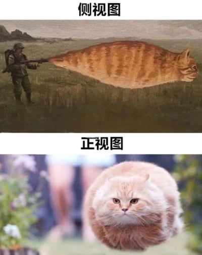 图片分为上下两部分，上方标注“侧视图”，展示一名身穿军装、背着背包的士兵，手持步枪拉扯着一只体型被极度拉长的橘色条纹猫咪，背景是模糊的草地和远山；下方标注“正视图”，呈现一只体型圆润饱满的橘猫正面特写，背景有模糊的人影和绿植。通过夸张的视角差异制造幽默效果，侧视图中猫咪被拉成长条状，正视图则是典型的胖猫形态，形成强烈的体型反差萌。