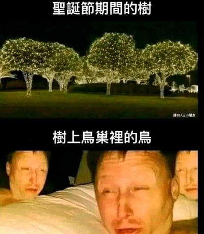这是一张上下对比的幽默梗图。上半部分展示了圣诞节期间被大量灯光装饰的树木，夜晚中树木闪烁着密集的白色灯光，显得十分华丽耀眼；下半部分则是三名表情疲惫、半眯着眼睛的男子躺卧在床上的画面，配文“树上鸟巢裡的鸟”。通过拟人化手法，将被灯光打扰的鸟巢鸟类比作彻夜难眠的疲惫人类，用反差萌的方式调侃圣诞灯光对野生动物的“困扰”，充满生活气息的幽默感。