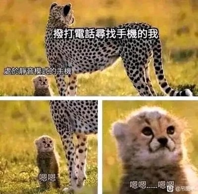 这是一组由三张真实猎豹照片拼接而成的连环搞笑梗图，通过拟人化的方式还原了人们生活中常见的尴尬场景。第一张图里，成年猎豹背对镜头站立，配文“拨打电话寻找手机的我”，下方的小猎豹配文“处于静音模式的手机”，点明角色对应关系；第二张图中，小猎豹抬头发出“嗯嗯”的声音，模拟静音手机被拨打时的震动状态；第三张图是小猎豹的特写，配文“嗯嗯……嗯嗯”，进一步用小猎豹的叫声谐音手机震动的嗡嗡声，生动又幽默地表现了人们寻找静音手机时，明明知道手机在附近却看不到，只能听到类似震动声音的无奈又好笑的日常经历。