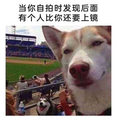 这张图片拍摄于棒球比赛的观众席，前景中一只哈士奇凑在镜头前，表情得意，几乎占据了整个画面的主要部分，完全盖过了背景里的观众和其他狗狗。图片上方配文“当你自拍时发现后面有个人比你还要上镜”，这里的“人”实则是这只抢镜的哈士奇，精准还原了人们自拍时被意外对象抢镜的尴尬又好笑的经历，用宠物的搞笑表现放大了这种场景的趣味性，让看到的人很容易产生共鸣，是一张非常贴合日常搞笑场景的梗图。
