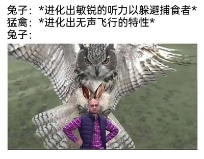 这是一张荒诞搞笑的图文混排梗图，以捕食者与猎物的进化对抗为核心脉络：上方文字依次呈现兔子为躲避猛禽捕食进化出敏锐听力，猛禽则针对性进化出无声飞行的特性，最后兔子的“进化”是一张视觉错位合成图——将带有兔子耳朵的光头男子图像与展开双翅的猫头鹰图像拼接，形成猫头鹰仿佛正抓着长兔耳人类的错觉，用这种无厘头的“视觉迷惑进化”来回应猛禽的无声飞行，通过反差感和荒诞的视觉效果制造笑点，调侃了生物进化中“军备竞赛”式的对抗走向极端的搞笑场景。