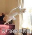 灵巧的棉花狗狗