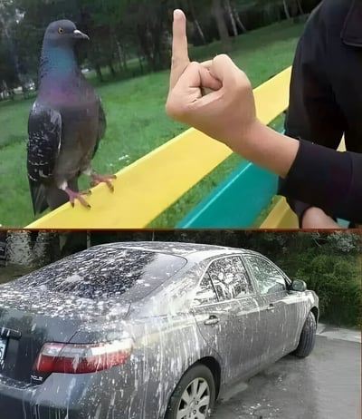 图片分为上下两部分。上半部分显示一只鸽子站在黄色和蓝色的表面上，旁边有一只手做出竖食指的'嘘'手势，似乎在示意鸽子不要做什么。下半部分则是一辆黑色轿车，车身包括车顶、车窗和侧面都覆盖着大量白色的鸟粪，看起来被鸽子群精准'打击'。两张图片形成幽默对比，暗示鸽子完全无视了'警告'，反而变本加厉地在汽车上留下痕迹。
