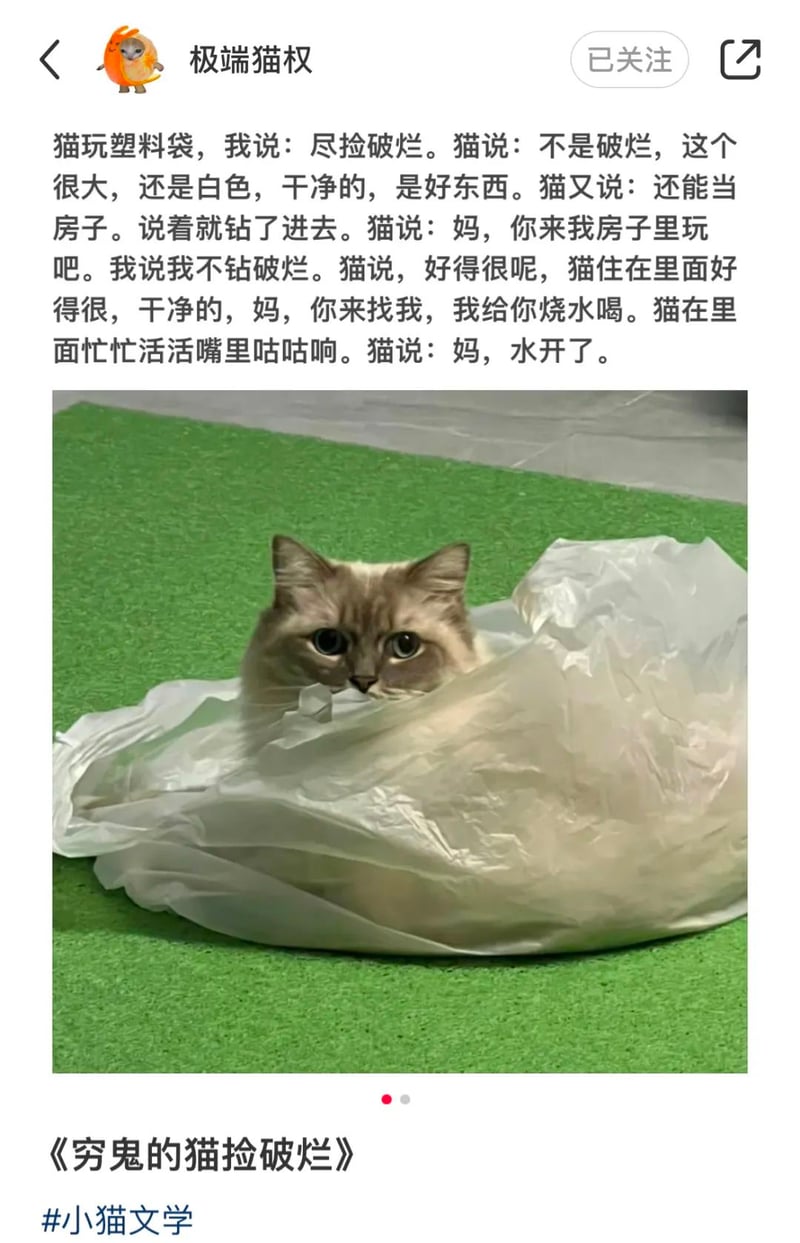 《穷鬼的猫捡破烂》