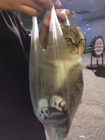 一只苏格兰折耳猫被装在透明塑料袋里，由人拎着提手部分。猫咪露出上半身，表情看起来有些不爽和无奈，正直勾勾地盯着镜头。它的两只前爪从袋口垂下，背景似乎是一个室内场所，隐约可见"CAFE"字样的招牌。这张照片因为猫咪独特的处境和表情形成了幽默效果。