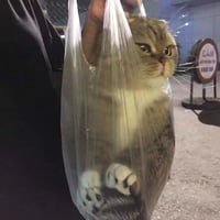 苏格兰折耳猫