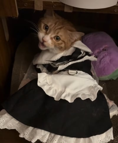 一只橘白相间的猫咪穿着带有精致白色蕾丝花边的黑白女仆装，窝在一处类似猫窝的空间里，它眼睛圆睁，嘴巴微张，露出惊讶又呆萌的神情，身旁还靠着一个紫色的毛绒玩具，整体画面软萌可爱，充满趣味。