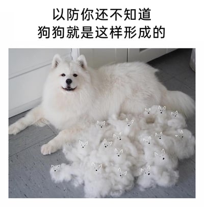 这是一张充满趣味的P图作品，主体是一只趴在地板上的萨摩耶犬，它神态温和放松，前肢自然伸展。在它身旁有一堆从它身上梳理下来的白色狗毛，这些狗毛被画上了简单的狗狗耳朵和五官，看起来像一群迷你小萨摩耶。图片顶部配文“以防你还不知道 狗狗就是这样形成的”，用夸张搞笑的脑洞调侃掉毛较多的宠物，仿佛这些掉下来的毛就是从大狗身上“诞生”的小狗，制造出荒诞又幽默的效果，精准戳中养宠人面对宠物掉毛的日常体验。