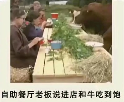 这是一张带有搞笑文案的静态图片，画面呈现的是户外场景里的长桌，长桌一侧坐着几位正在用餐的人，另一侧则是一头牛；桌子中间区域铺着干草和青草，牛正低头进食这些草料。图片下方配有文字“自助餐厅老板说进店和牛吃到饱”，玩了一个文字歧义梗：原本“和牛”指的是高端牛肉品种，这里被曲解为“和牛这种动物一起吃”，用字面意思制造出强烈的反差感，以此调侃商家玩文字游戏的宣传方式，充满了荒诞的搞笑效果。