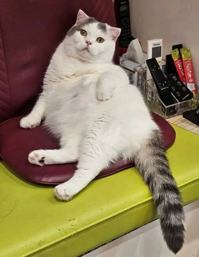 一只体型圆润的灰白相间猫咪，以极其放松的姿势瘫坐在红色坐垫上，一只爪子随意搭在圆滚滚的肚子上，眼神中透露出几分傲娇与满足。猫咪的毛发蓬松雪白，只有耳朵和尾巴带有灰色斑纹，黄色的眼睛向上看，表情十分有戏。背景中可以看到遥控器、零食和纸巾等日常用品，营造出居家生活的温馨氛围。