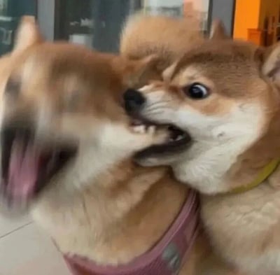 两只柴犬在室内环境中玩耍互动的温馨场景。一只柴犬表情惊讶地咬着另一只柴犬的耳朵，被咬的柴犬则嘴巴微张，露出放松的表情。两只狗狗的毛发呈浅棕色，耳朵竖立，展现出典型的柴犬特征。背景中可以看到模糊的室内家具和墙壁，营造出家庭环境的氛围。整个画面充满了宠物间玩耍的活力与温馨感。