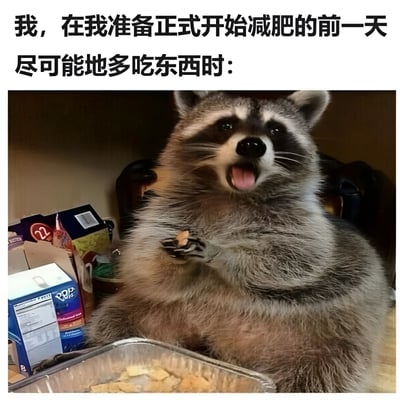 图片上方有文字'我，在我准备正式开始减肥的前一天尽可能地多吃东西时：'，下方是一只浣熊坐在食物中间，张着嘴，爪子里拿着食物，周围散落着各种食品包装。这张图幽默地表现了人们在开始减肥前放纵自己暴饮暴食的心态。