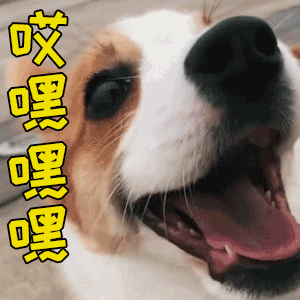 开心柯基犬‘哎嘿’动态表情包