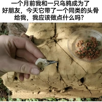 图片上方有一段文字："一个月前我和一只乌鸦成为了好朋友，今天它带了一个同类的头骨给我，我应该做点什么吗？"。图片主体展示了一只手握着一个小型鸟类头骨（疑似乌鸦头骨），旁边放着一个装有彩色颗粒状食物的透明小碗，背景是一块有裂纹的木头。整个场景营造出一种既奇特又略带黑色幽默的氛围，展现了人与野生动物之间一种不寻常的互动。
