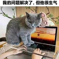 灰色英短猫