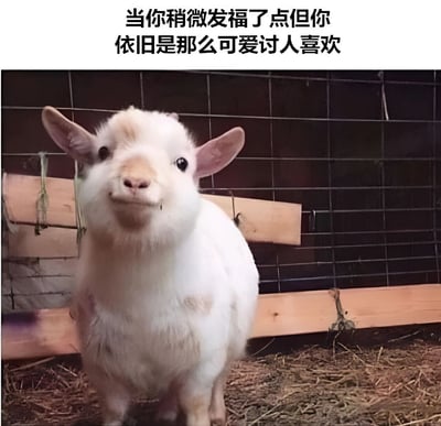 图片中是一只体型略显圆润的白色小山羊，头部和身体带有浅棕色斑点，正站在铺有稻草的地面上，背景是金属网和木板构成的笼子。山羊耳朵竖起，眼睛圆溜溜地看向前方，表情平静温和。图片上方配有文字“当你稍微发福了点但你依旧是那么可爱讨人喜欢”，通过小山羊的微胖形象幽默地表达了即使体重增加依然保持可爱的积极心态，整体风格轻松治愈。