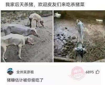 图片由上下两部分组成，上方为醒目文字'我家后天杀猪，欢迎皮友们来吃杀猪菜'，下方是两张实拍猪群场景照片：左侧画面中多头猪在泥土地上低头活动，右侧画面中猪群靠近泥泞水域。底部配有用户评论'全州吴彦祖：猪糠估计被你偷吃了'，并显示6895个点赞。整体内容结合农村生活场景与社交媒体调侃语气，营造轻松幽默的互动氛围。