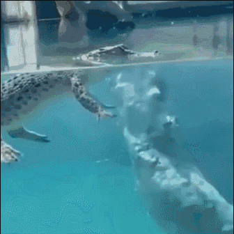 鳄鱼