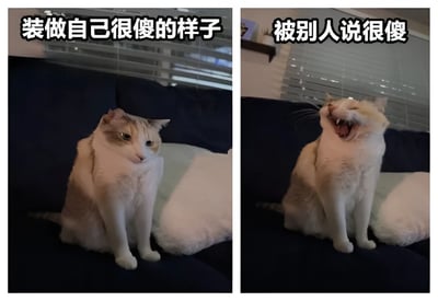 这是一张左右对比的猫咪表情包。左侧猫咪端正坐着，眼神略带呆滞，配文“装作自己很傻的样子”；右侧同一只猫咪张大嘴巴，露出牙齿，表情夸张，配文“被别人说很傻”。通过猫咪前后表情的强烈反差，幽默地展现了从假装愚笨到被戳穿后的愤怒反应。