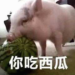 小猪吃西瓜