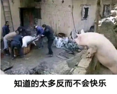 这是一张充满幽默与隐喻的网络梗图，画面呈现的是一个简陋的农家院子场景：左侧几名男子正合力按住一头白猪，显然是在进行杀猪的准备工作；右侧墙头上，另一头猪前爪搭在墙沿，探着身子，一脸凝重地注视着院子里的一切。图片下方配有文字“知道的太多反而不会快乐”，通过拟人化的手法，将这头观望的猪赋予了人的情绪与认知，仿佛它已经看穿了同类的命运，也预感到了自己的结局。这张图用荒诞又贴近生活的场景，隐喻了“无知是福”的道理，精准戳中了人们在现实生活中，有时了解过多真相、看清太多现实反而会增添烦恼与焦虑的情绪，以幽默的方式表达出一种无奈又自嘲的心态，很容易引发网友的共鸣。