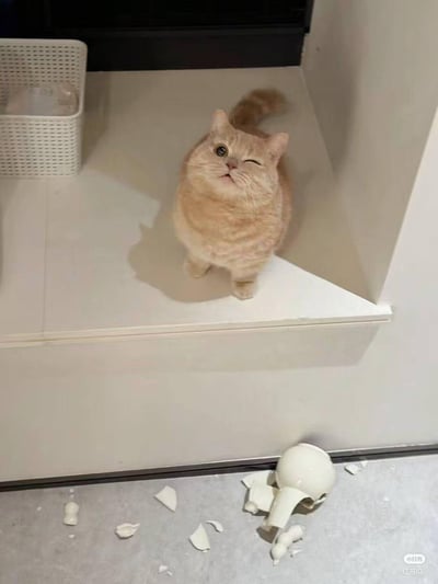 图中一只胖乎乎的橘色短毛猫站在室内的台阶上，它单眼眨起，仰着头露出无辜又讨好的表情，而台阶下方的地面上散落着被打碎的白色陶瓷器皿碎片，显然是猫咪闯祸后试图用卖萌来蒙混过关，画面充满趣味，让人忍俊不禁。