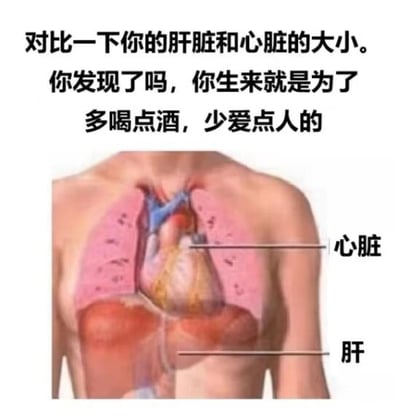 图片上方为黑色文字：'对比一下你的肝脏和心脏的大小。你发现了吗，你生来就是为了多喝点酒，少爱点人的'，下方是人体躯干解剖示意图，标注了胸腔内的'心脏'和腹腔内的'肝'，通过对比两者大小制造幽默效果，暗示应该多喝酒（依赖肝脏代谢）、少投入感情（心脏象征情感）。整体为图文混排的调侃类梗图。