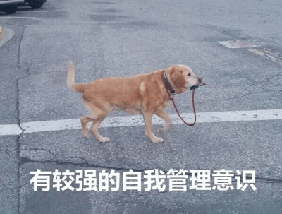 图片中一只金毛犬在铺有沥青的马路上独立行走，嘴里叼着自己的红色牵引绳，尾巴自然翘起，神态自若。图片底部配有白色文字“有较强的自我管理意识”，通过拟人化手法将狗狗叼绳行走的行为幽默解读为“自律”，形成反差萌的搞笑效果，展现了宠物的聪明与可爱。