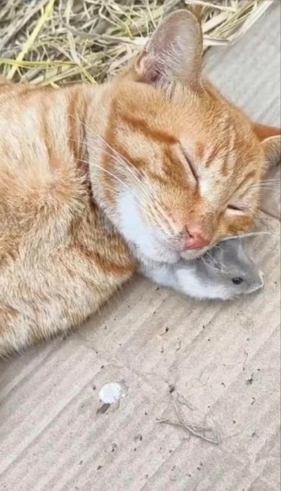 画面中一只橘色狸花猫闭着双眼，一脸安详地熟睡，还将一只灰色小老鼠紧紧搂在脸边，完全没有展现出猫抓老鼠的天敌本能，温馨又充满反差感的场景颠覆了大众对猫鼠关系的固有印象，显得格外治愈有趣。