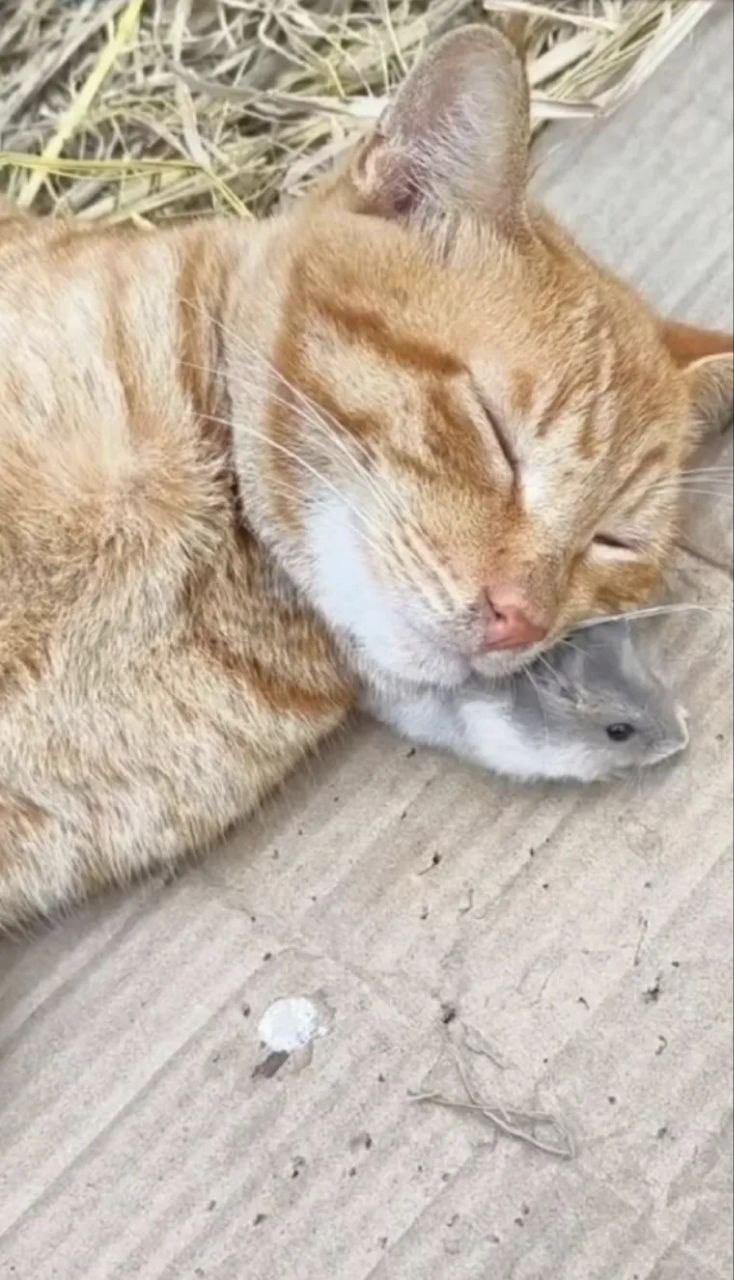 小老鼠