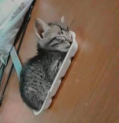 这是一张静态实拍照片，画面主体是一只灰黑条纹的狸花小奶猫，它刚好蜷缩着身体嵌进一个白色纸质蛋托的凹槽中，闭着眼睛睡得十分安稳。猫咪的身形与蛋托凹槽意外契合，呈现出软萌又有趣的画面，没有双关、谐音梗等特殊内容，只是记录了宠物的可爱日常瞬间。