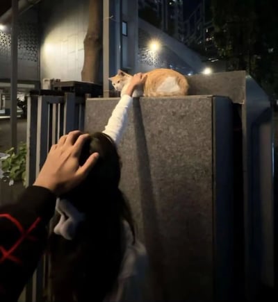 夜晚的城市街头，一位长发女子正伸手抚摸一只橘白相间的猫咪。猫咪安静地趴在灰色石墙上，微微转头看向抚摸者，表情平静惬意。女子穿着白色长袖上衣和带有红色图案的黑色外套，一只手扶着额头，另一只手伸向猫咪。背景中可以看到现代风格的建筑物和亮着的路灯，营造出温馨治愈的氛围。