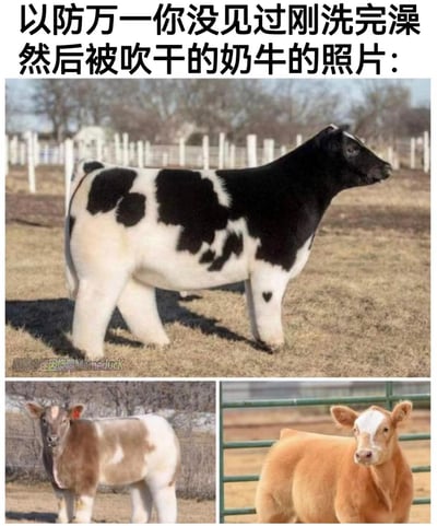 这是一张多图拼接的搞笑梗图，上方配文“以防万一你没见过刚洗完澡然后被吹干的奶牛的照片”，主图是一只毛发被修剪得格外整齐、体型圆润敦实的黑白花奶牛，看起来像是“被吹成方块”，打破了人们对普通奶牛蓬松毛发的认知；下方还有两张类似的经过毛发修剪的小牛照片，它们的特殊造型带来强烈的视觉反差，显得滑稽又可爱，充满搞笑效果。