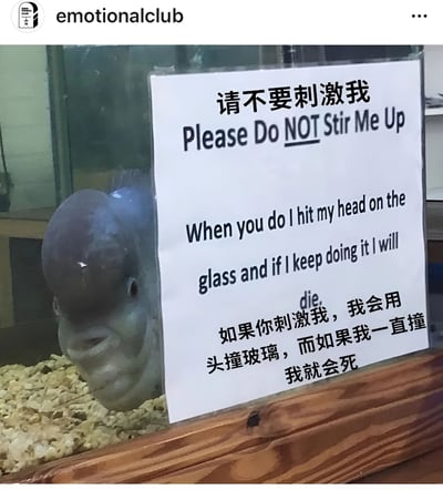 图片中展示了一个鱼缸，里面有一条头部较大的鱼。鱼缸玻璃上贴着一张白色警告牌，上面用中英文双语写着：'请不要刺激我'和'如果你刺激我，我会用头撞玻璃，而如果我一直撞我就会死'。图片顶部有'emotionalclub'的水印。这张图通过拟人化的方式给鱼添加了会撞玻璃的警告，形成一种幽默效果。
