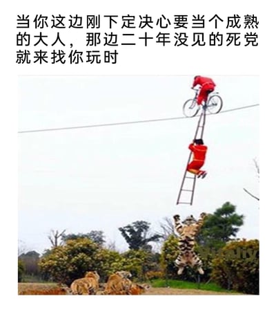 这是一张搞笑梗图，上方配文描述了大众熟悉的生活场景：当自己刚下定决心要做一个成熟稳重的成年人时，许久未见的死党突然来找自己玩耍。配图是经过改编的荒诞杂技场景：一名表演者在高空钢丝上骑自行车，另一名表演者抓着连接自行车的梯子向上攀爬，下方还有一只老虎用双爪托举着梯子，整个画面充满了失控、疯狂的荒诞感，精准对应了配文里的状态——在死党面前，瞬间抛弃成熟人设，回归幼稚、放飞自我，用夸张的视觉效果引发有类似经历的网友共鸣。
