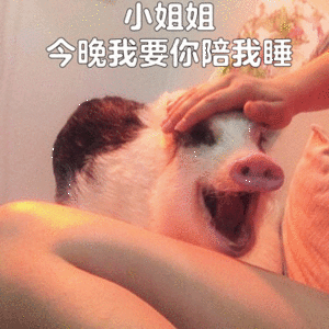 会撒娇的小猪求陪睡