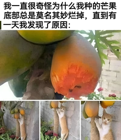 这张图片由一张主图和三张附图组成，主图展示了一个底部腐烂的芒果特写，顶部配有文字说明："我一直很奇怪为什么我种的芒果底部总是莫名其妙烂掉，直到有一天我发现了原因："。下方三张附图则揭示了真相——一只橘猫正在攀爬芒果树，用爪子和嘴接触芒果，显然是导致芒果底部腐烂的元凶。整个图片通过前后对比，以幽默的方式解释了芒果腐烂的意外原因。