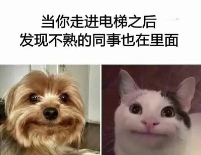 这是一张左右对比的多图拼接、图文混排静态梗图，上方配有文字“当你走进电梯之后发现不熟的同事也在里面”，左侧是一只嘴角僵硬、挤出不自然假笑的小狗，右侧是一只眼睛瞪大、露出尴尬假笑的猫咪。图片用这两个动物的尴尬表情，精准还原了职场人在电梯里遇到不熟同事时，不得不维持表面礼貌、内心却无比尴尬的社死瞬间，非常贴合职场社交中的常见尴尬场景，能够引发广大职场人的强烈共鸣。