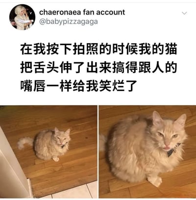 这是一张社交媒体截图，内容为用户分享的自家猫咪趣事。图中包含两张左右对比的猫咪照片，左侧照片中白猫坐在木地板上，表情平静；右侧为近景特写，猫咪恰好吐出舌头，形状神似人类嘴唇，形成搞笑效果。配文描述了拍照时猫咪吐舌的意外瞬间让主人大笑不止。