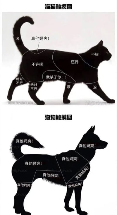 这是一张上下拼接的静态对比图，上方为“猫猫触摸图”，采用黑色猫咪行走姿态的剪影，在身体不同区域标注了被触摸时的反应，涵盖从极度抗拒（如“滚”“我杀了你！！”“绝对不行”）到接受（如“真他妈爽！”“不错”“还行”）的多种表现，精准体现了猫咪对身体不同部位被触摸的接受度差异极大的典型习性；下方为“狗狗触摸图”，使用黑色狗狗站立姿态的剪影，所有标注区域的反应均为“真他妈爽！”，表现出狗狗几乎全身都乐于被人类触摸的特点。整张图通过这种强烈的反差对比，以幽默直白的方式调侃了猫咪和狗狗截然不同的性格与对人类触摸的接受度，十分生动有趣，契合大众对猫狗习性的普遍认知。