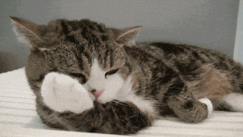 舔爪子的可爱猫咪