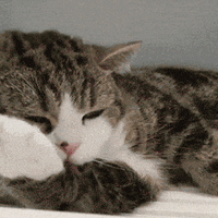 猫咪